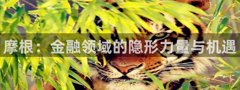 星耀国际集团总部：摩根：金融领域的隐形力量与机遇